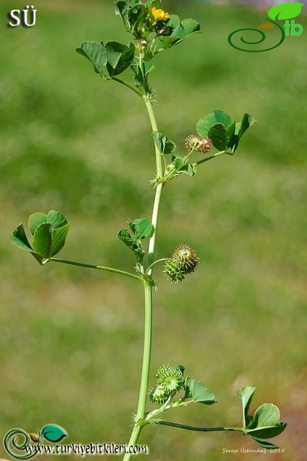 var.vulgaris-İzmir