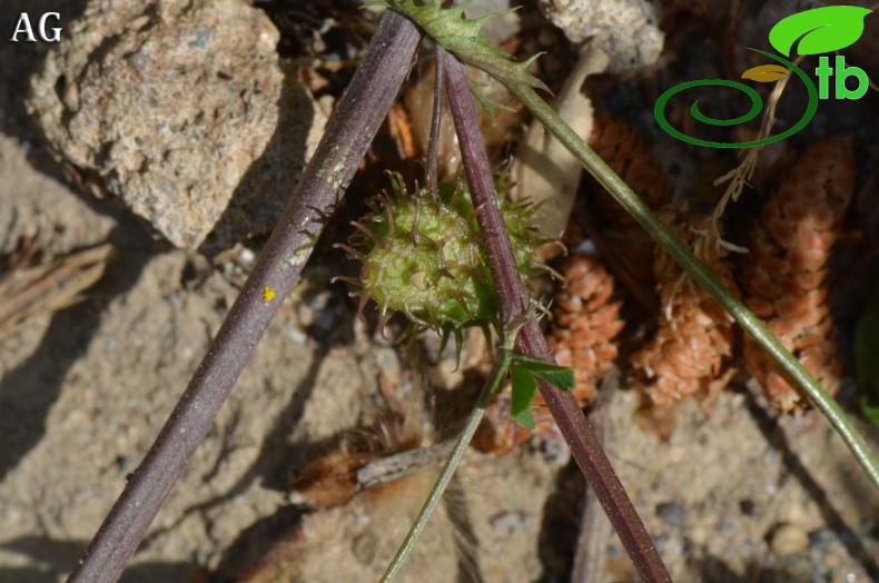 var. vulgaris- İzmir