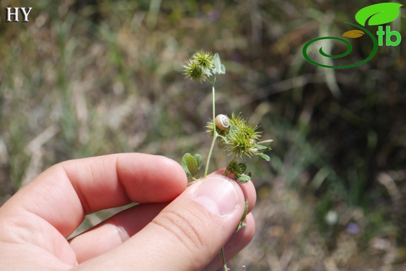 var. vulgaris- İzmir