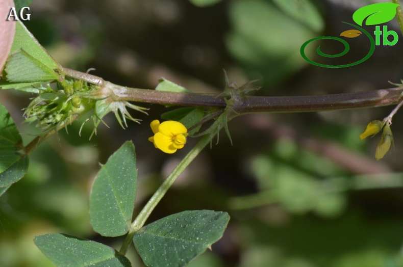 var. vulgaris- İzmir