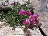 subsp. cadmea