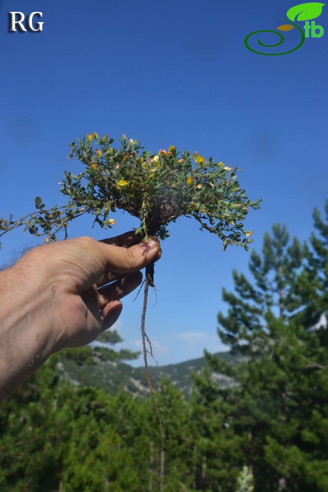 var adenotricha-Göktepe-Muğla