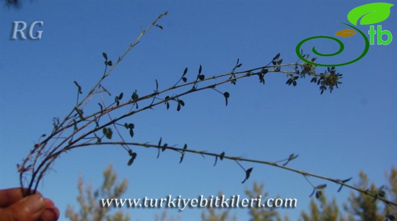 Dirmil-Fethiye