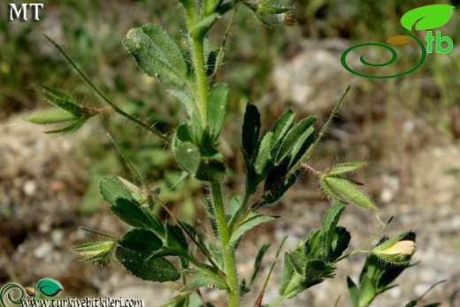 subsp. breviflora-İstanbul