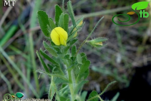 subsp. breviflora-İstanbul