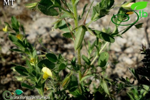 subsp. breviflora-İstanbul