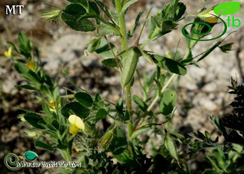 subsp. breviflora-İstanbul