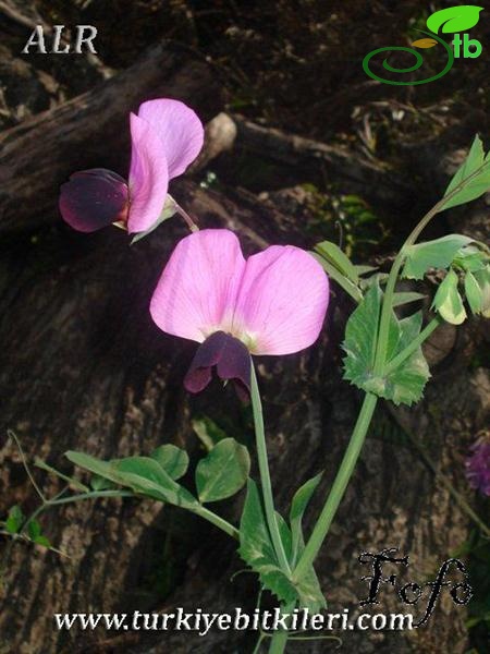 subsp. biflorum