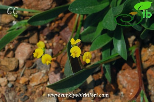 var. subvillosus-İzmir