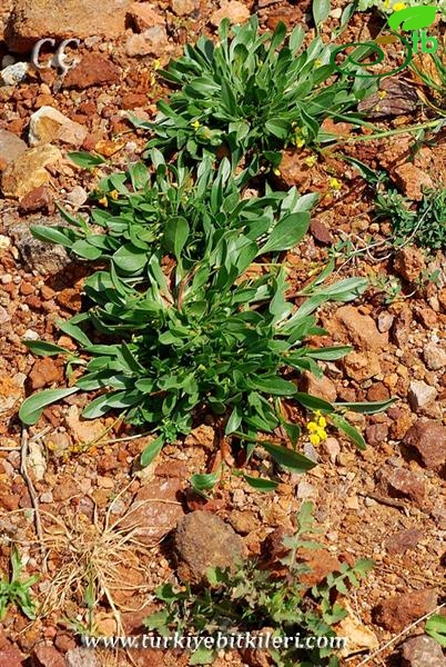 var. subvillosus-İzmir