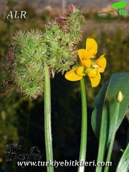 subsp. subvillosus