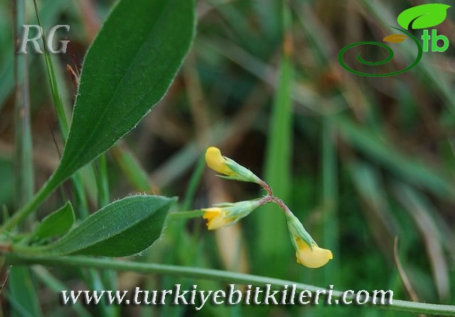 Silifke-Mersin