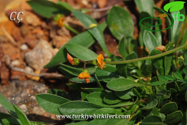 var. subvillosus-İzmir