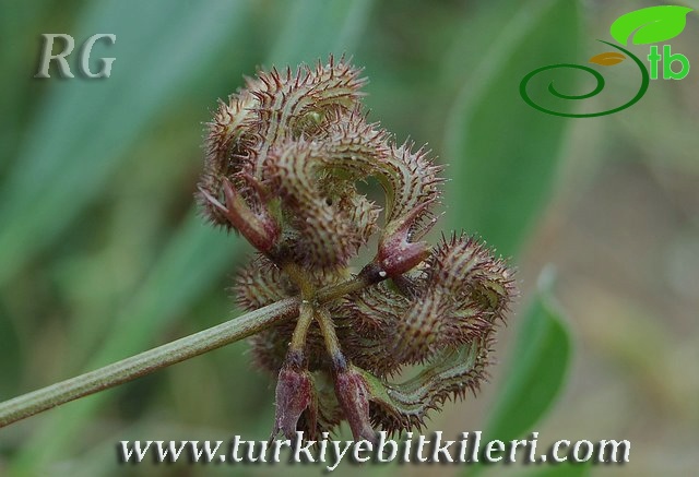 Silifke-Mersin