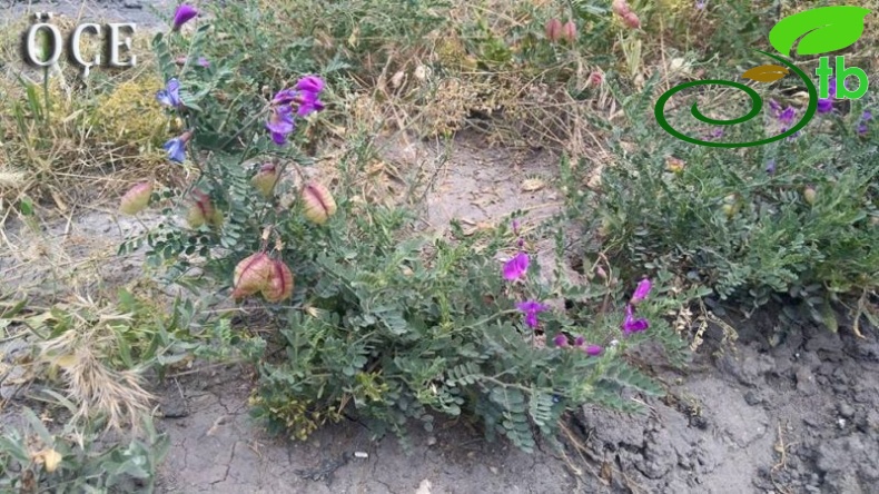 Aksaray