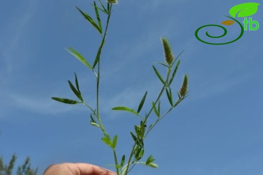 var angustifolium-Datça-Muğla