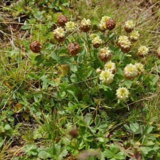 ssp rytidosemium var rytidosemium-Kaçkarlar