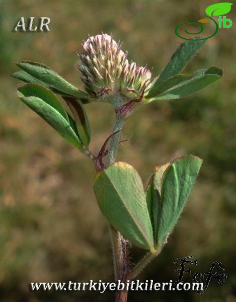 var. bocconei-İtalya