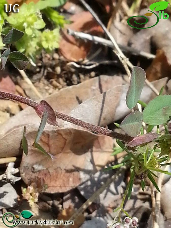 subsp.lagrangei var.lagrangei-İzmir