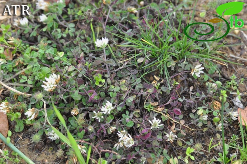 Trifolium echinatumATRMersin