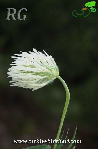 Bolu