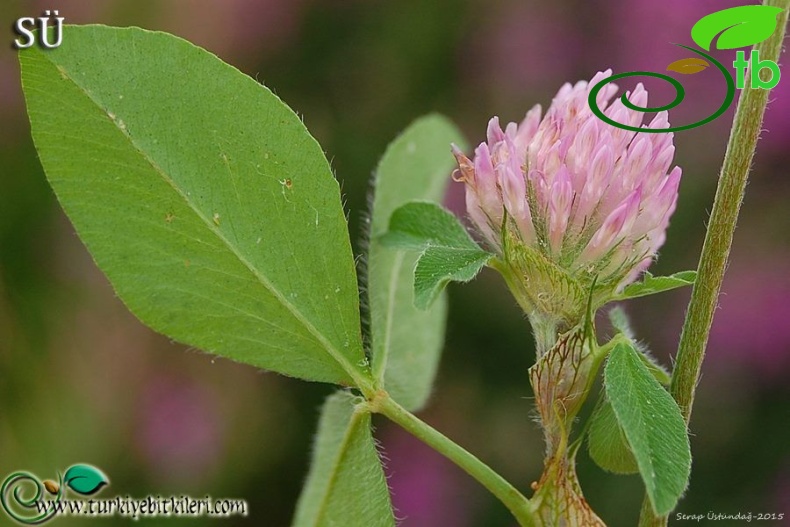 var. pratense-Uludağ-Bursa