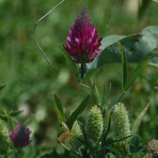 var. purpureum-Silifke-Mersin