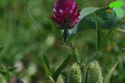 var purpureum-Silifke-Mersin