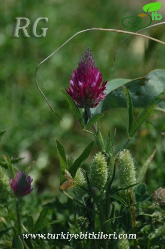 var. purpureum-Silifke-Mersin