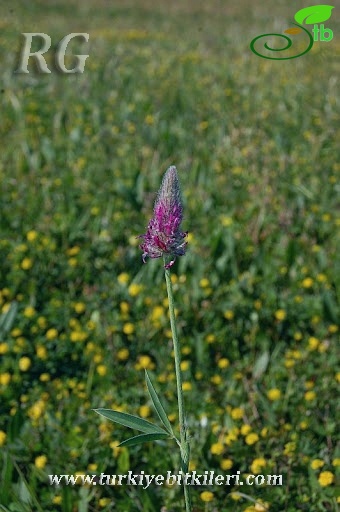 var. purpureum-Silifke-Mersin