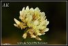 var.repens-Giresun