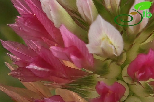 var. rumelicum Edirne