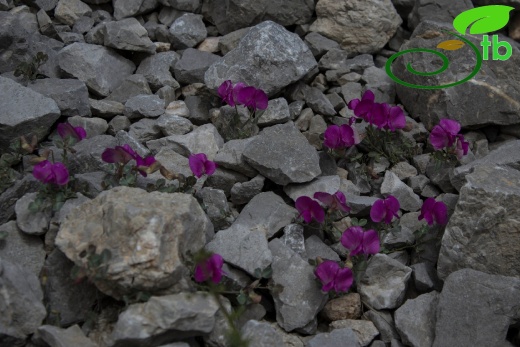 Tunceli