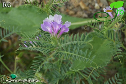 ssp variegata-İspir-Erzurum