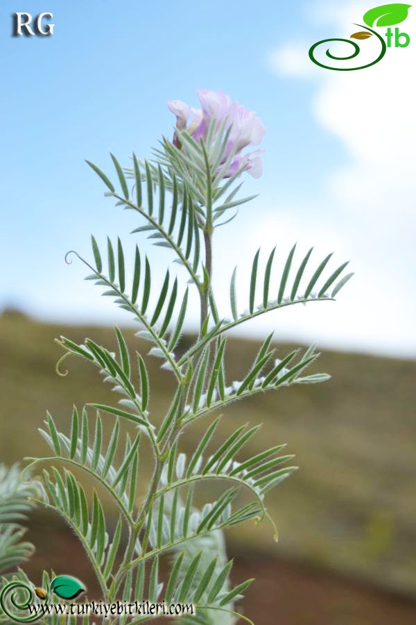 ssp variegata-İspir-Erzurum