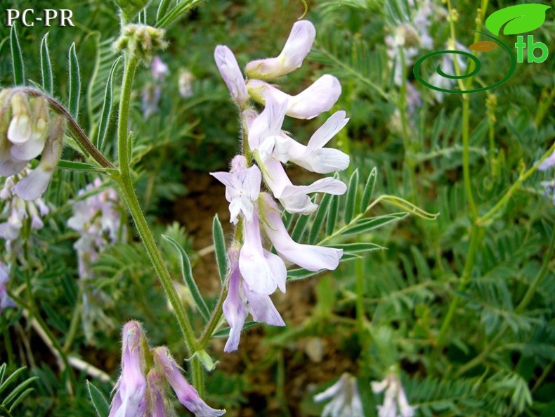 subsp. variegata - Erzincan