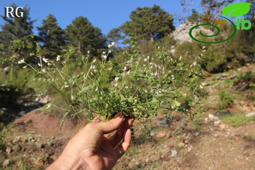 Sandras dağı-Köyceğiz