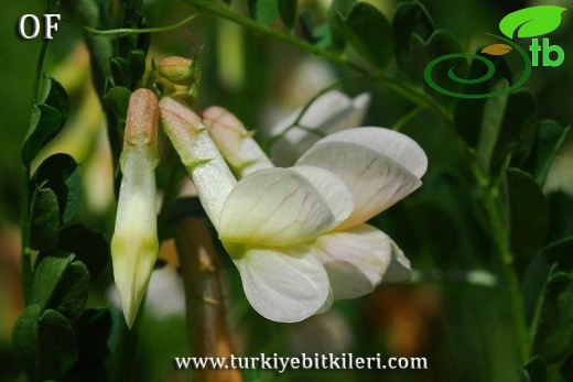 İsrail