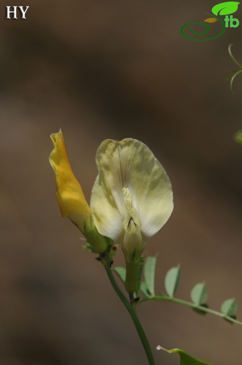 subsp grandiflora- İzmir