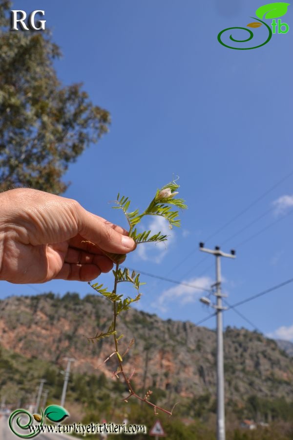 var hirta-Marmaris-Muğla