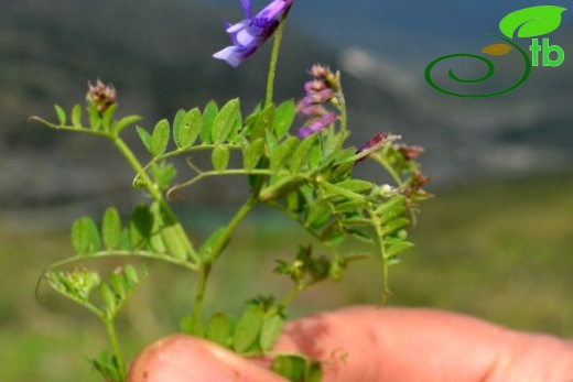 ssp microphylla-Datça-Muğla