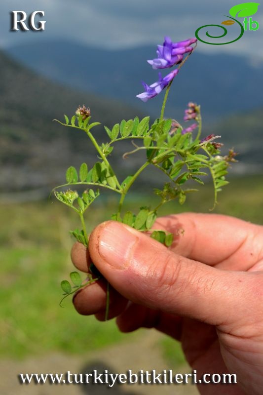 ssp microphylla-Datça-Muğla