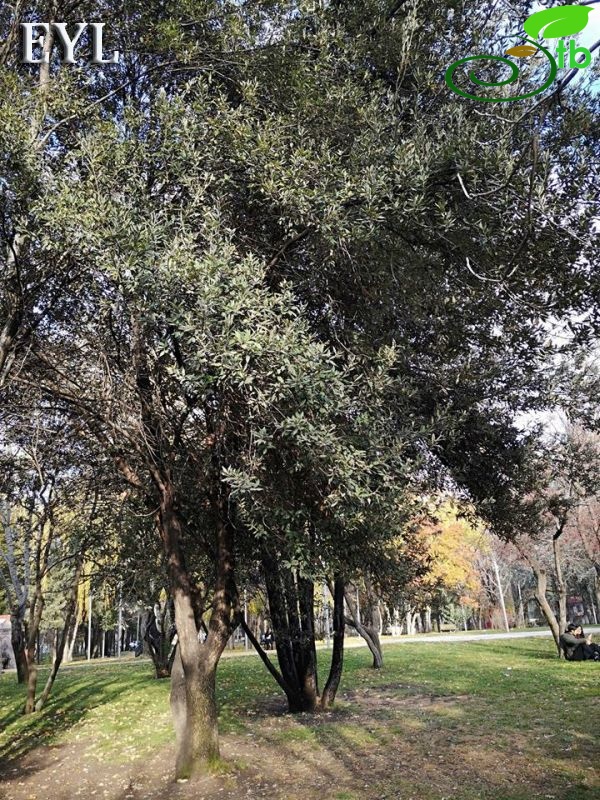 Ankara