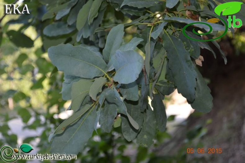 subsp. boissieri-Hatay