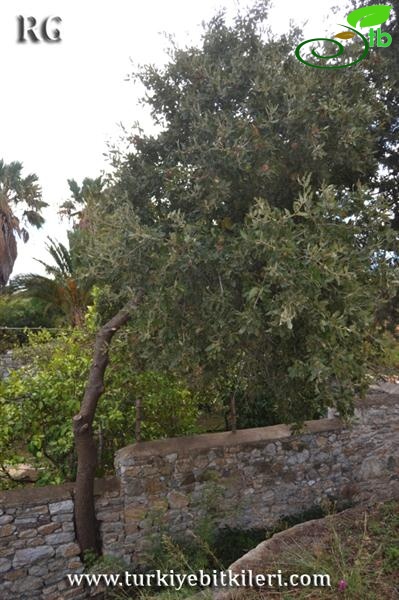 Datça-Muğla