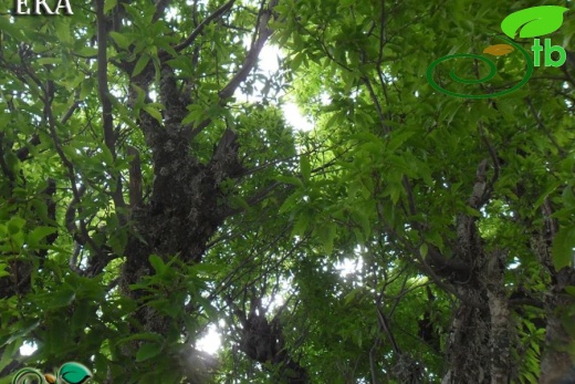 Amanos dağları-Hatay