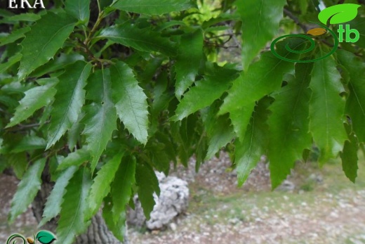 Amanos dağları-Hatay