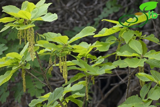 Male flowers-Bayburt