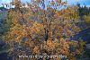 subsp. pubescens-Kayseri