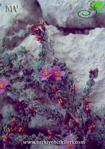 Tuz gölü-Konya